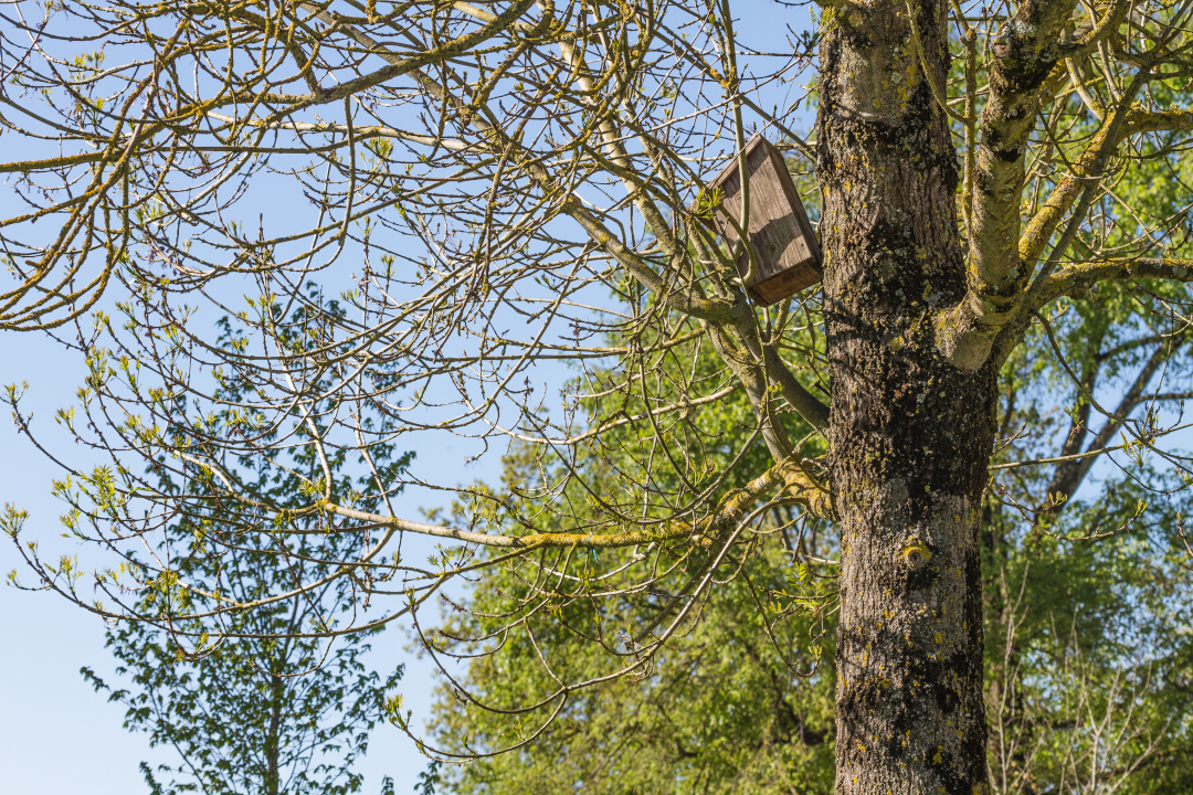 Nichoir sur un arbre au Parc de la Corderie royale de Rochefort