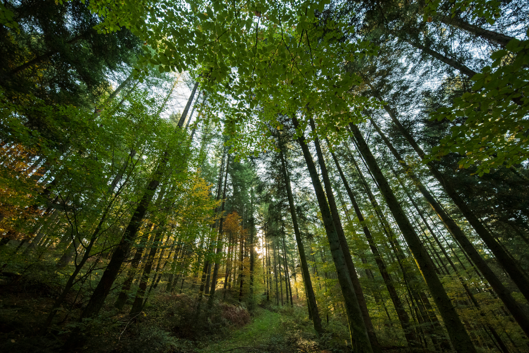 Forêt des Vosges