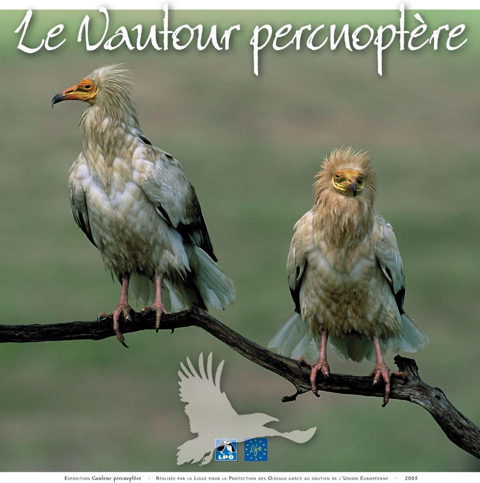 couple de vautours percnoptères