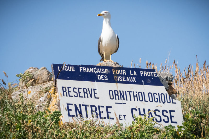 Goéland brun posé sur un rocher au dessus d'un panneau de la LPO "Réserve ornithologique"