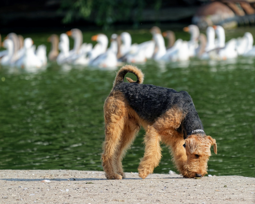 Chien (Airedale Terrier) au bord d'un point d'eau, on aperçoit en arrière plan des oiseaux dans l'eau
