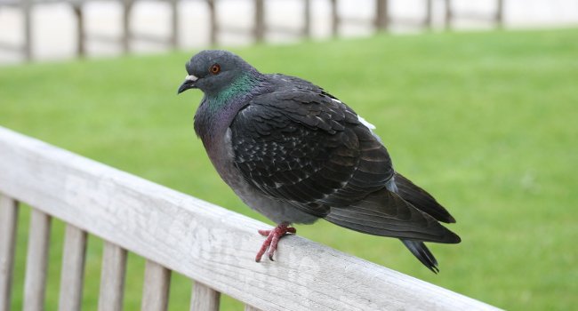 Pigeon biset sur un banc, en ville