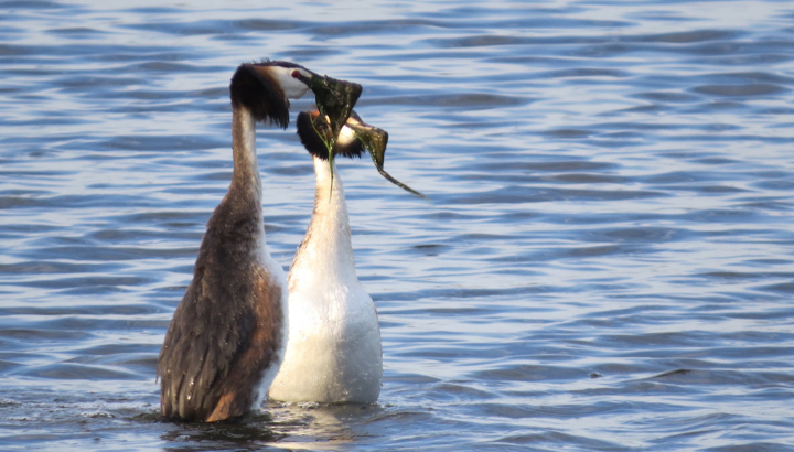 grèbes huppés dans l'eau