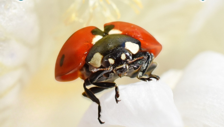 coccinelle © Magali Donat