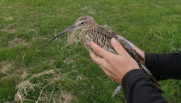 Courlis cendré portant une balise GPS sur le dos et tenu entre les mains d'un naturaliste près à le relâcher