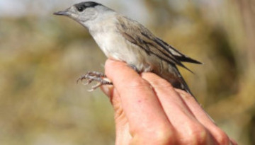 Le 200 000e oiseau bagué sur la Réserve naturelle de Moëze-Oléron : une Fauvette à tête noire