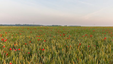 Champ de coquelicots