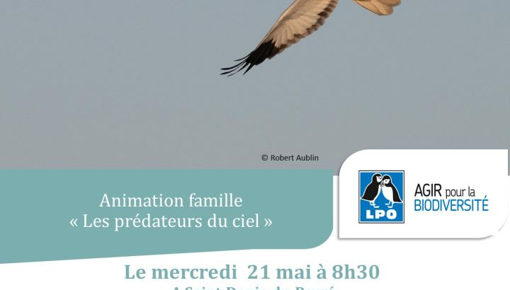 Venez découvrir l’univers fascinant des rapaces à Saint Denis du Payré.