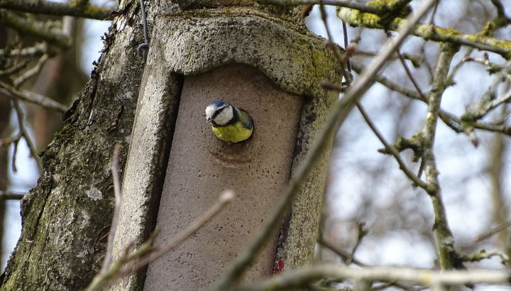 Mésange bleue sortant la tête d'un nichoir fixé dans un arbre