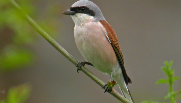 Pie-grièche écorcheur posée sui une branche