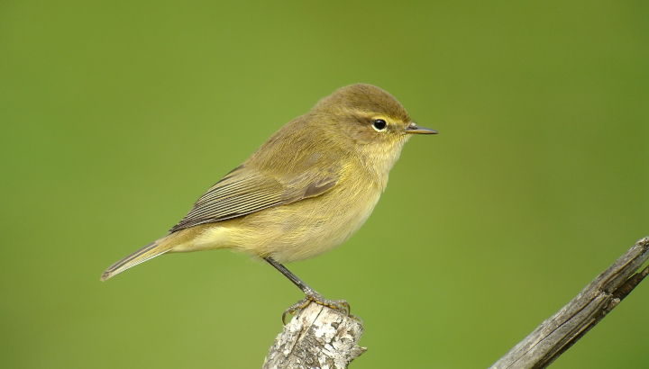 Pouillot véloce de profil perché sur un piquet en bois