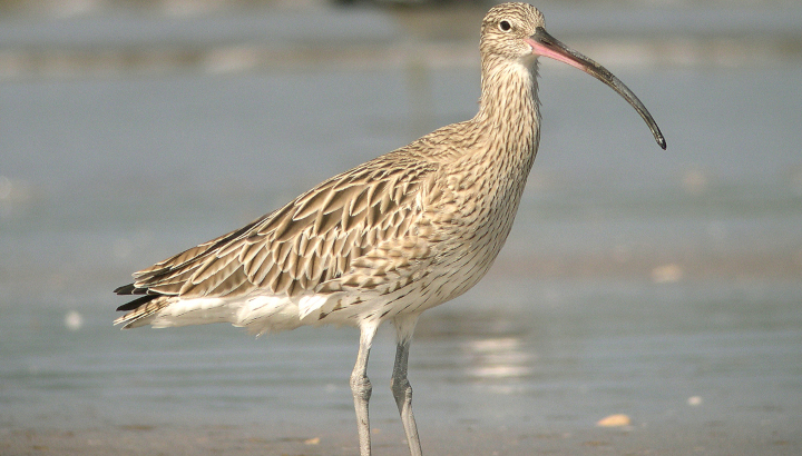 Courlis cendré de profil dans pattes dans l'eau
