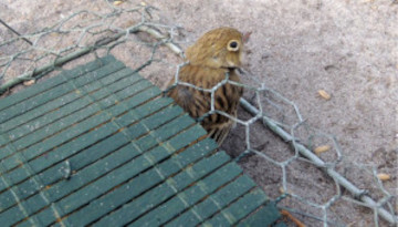 Ortolan pris au piège