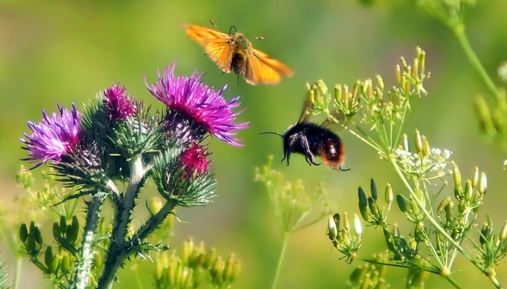 Insectes pollinisateurs : le papillon est une hespérie (Thymelicus sp.) avec un bourdon noir (Bombus sp.) / pixabay