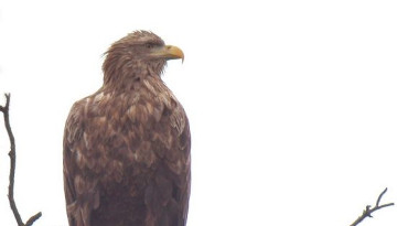 Pygargue à queue blanche posé sur une branche