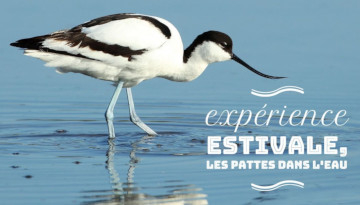 avocette