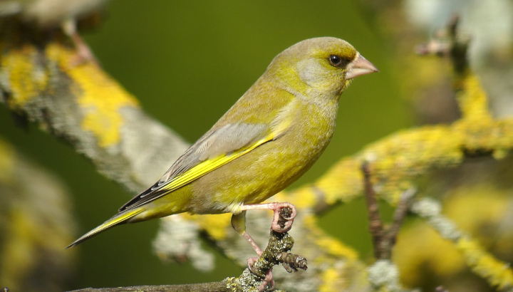 Verdier d'Europe posé sur une branche