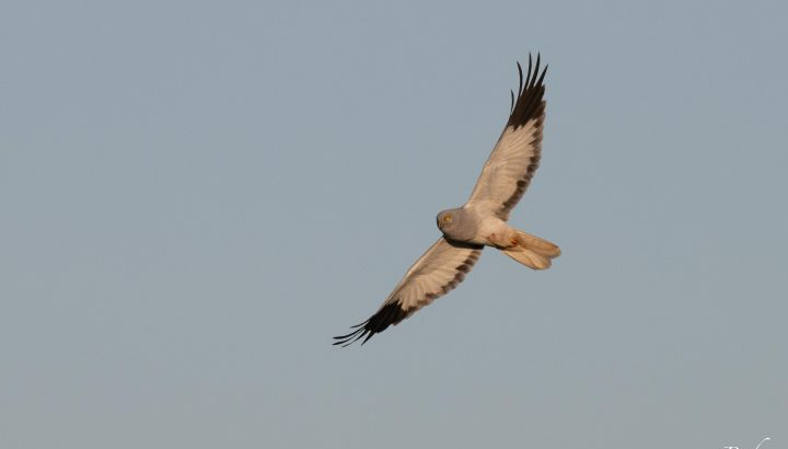 Venez découvrir l’univers fascinant des rapaces à Saint Denis du Payré.