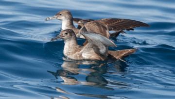 Deux Puffins des Baléares