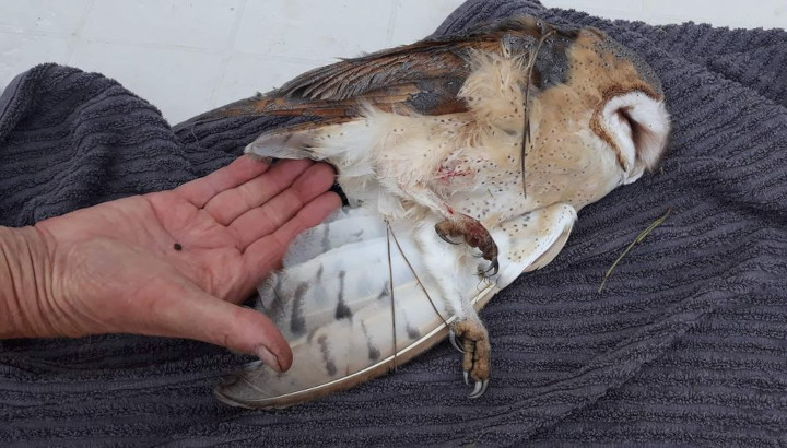 Cadavre de Chouette effraie