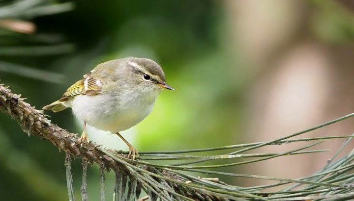 Pouillot à grands sourcils de profil posé sur la branche d'un arbre