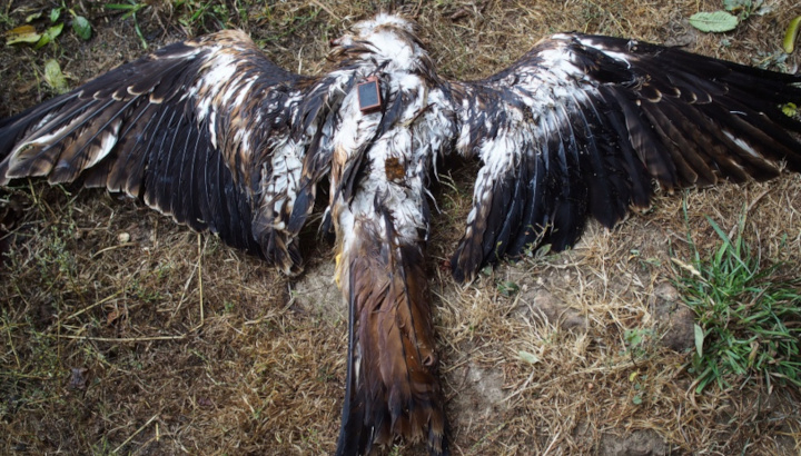 Cadavre de Milan royal équipé en Belgique