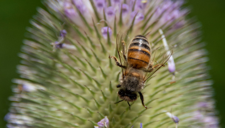 Insecte posé sur une fleur