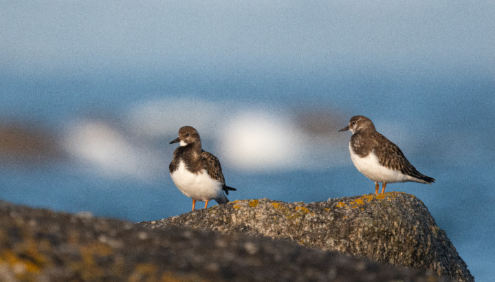 Deux tournepierres à collier