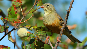 Bruant ortolan sur une branche