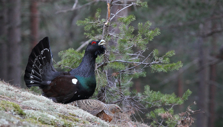 Grand tétras et sa poule