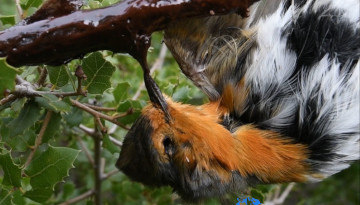 Rougegorge familier englué