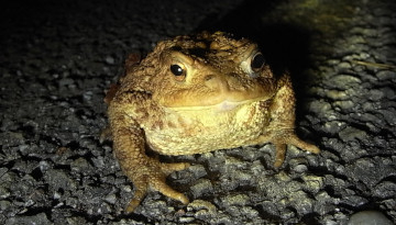 Crapaud commun au milieu de la route