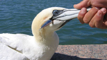 Fou de Bassan hameçonné