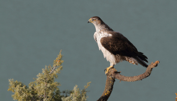 Aigle de Bonelli posé sur une branche