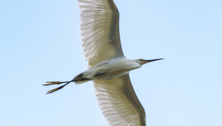 Aigrette en vol