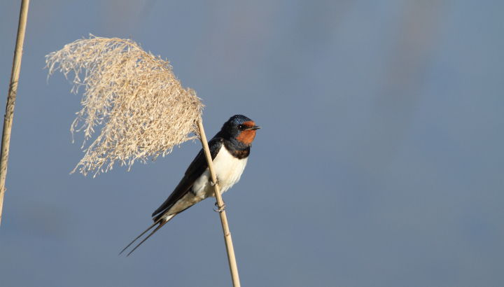 Hirondelle rustique perchée