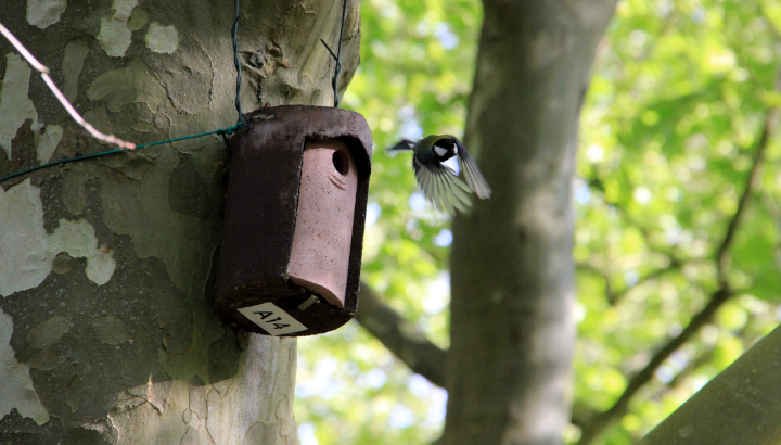 Nichoir avec mésange qui prend son envol