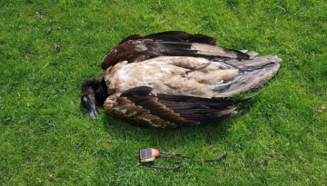 Le Gypaète Angèle retrouvé mort sous une éolienne