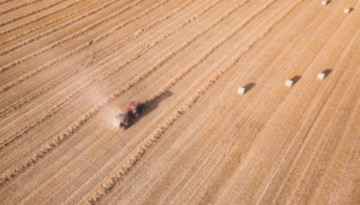 Champ agriculture intensive