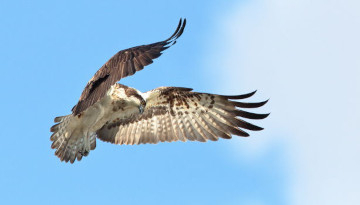 Balbuzard pêcheur en vol