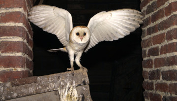 Effraie des clochers