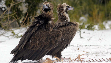 Vautours moine, posés dans la neige, à côté d'ossements