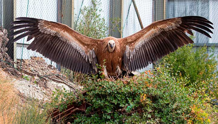 Vautour fauve dans la volière, les ailes déployées