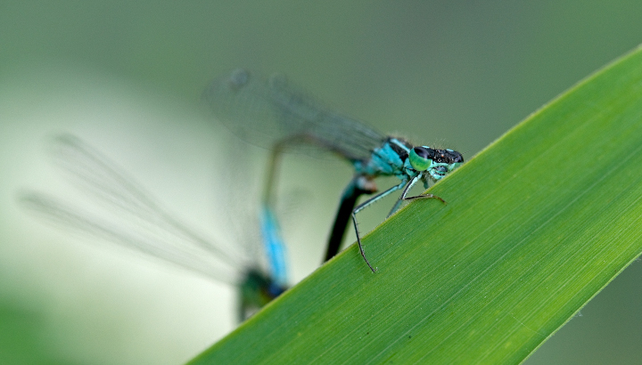 Agrion élégant (Ishnura elegans) © J.-J. Carlier