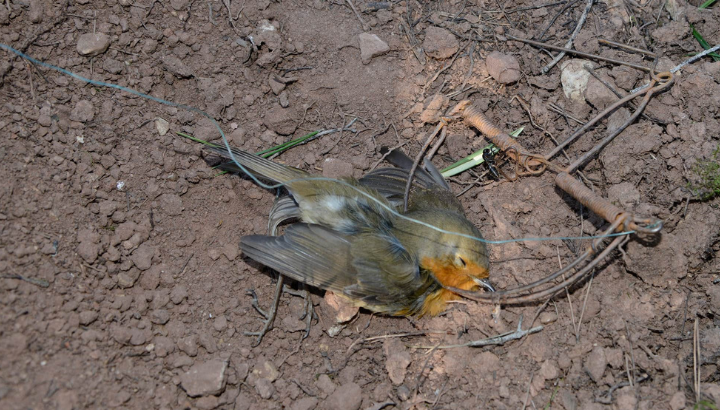 Un Rougegorge mort, tué dans un piège artisanal