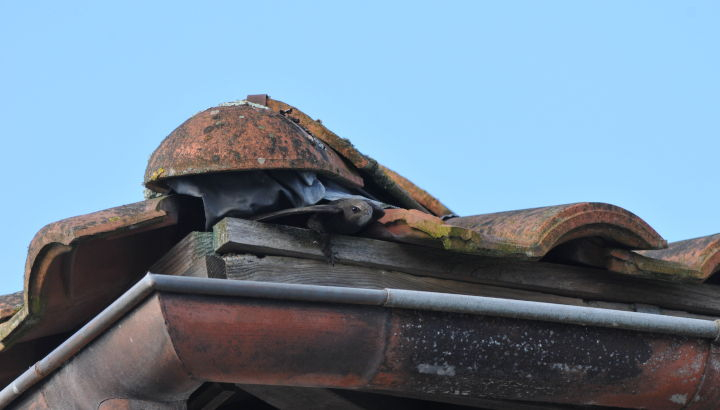 Martinet noir sortant de son nid sous les tuiles