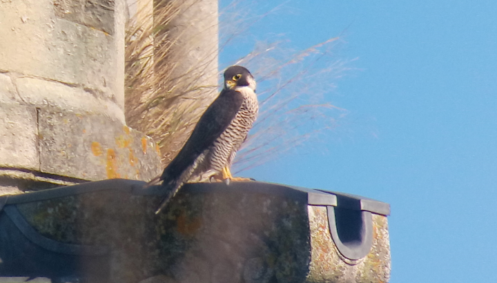 Faucon pèlerin