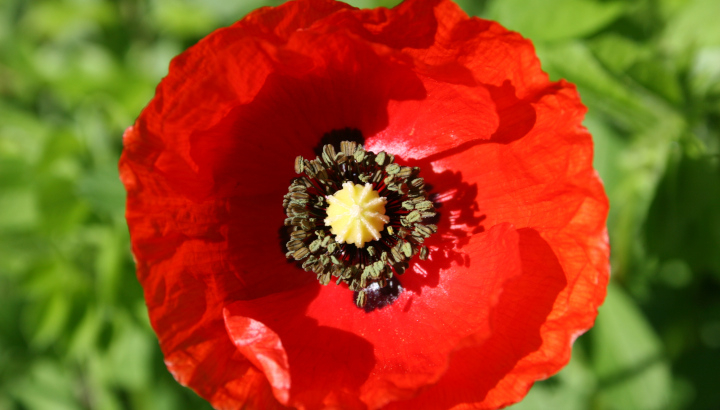 Coquelicot (Papaver rhoeas) © Nicolas Macaire / LPO