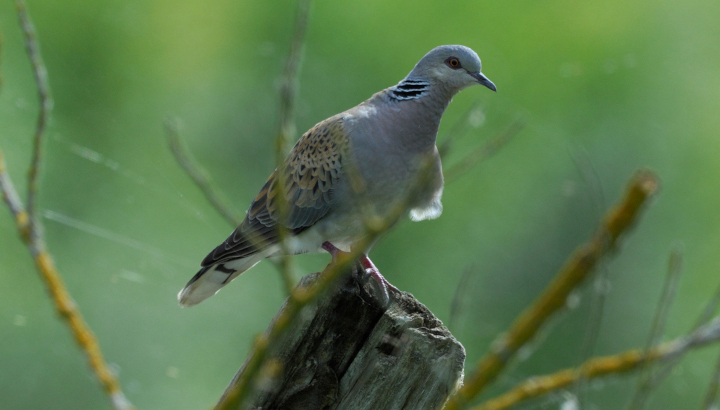 Tourterelle des bois posée sur un morceau de bois