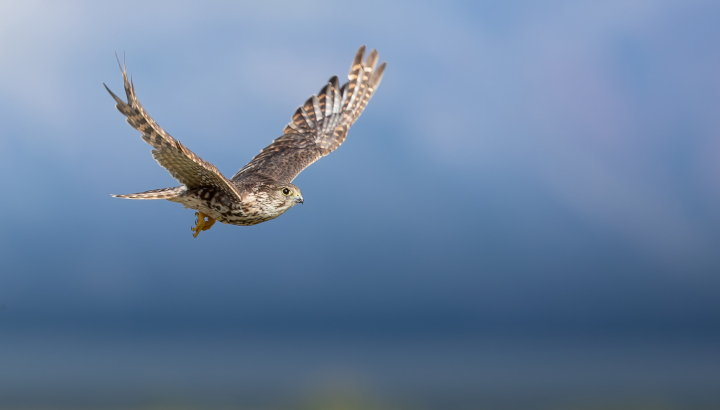 Faucon émerillon en vol